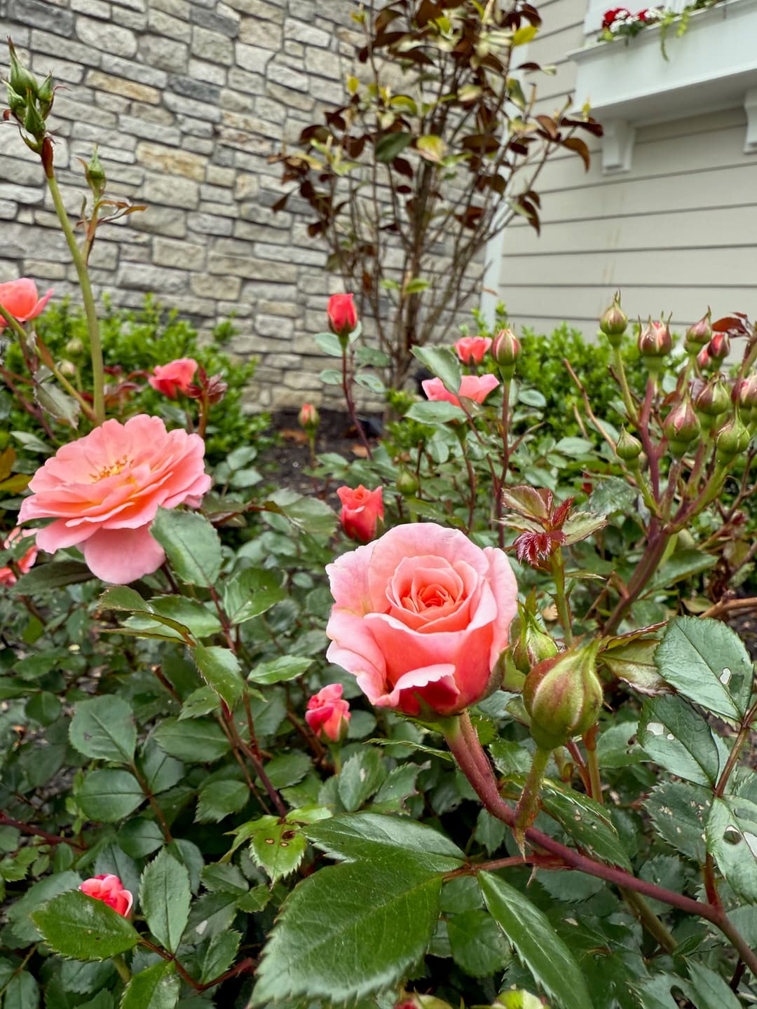 About Packard Landscape Co.